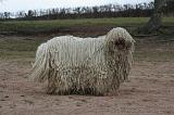 KOMONDOR 125